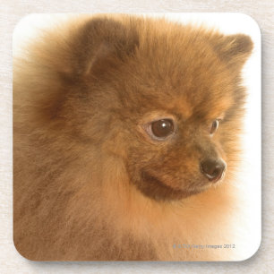 Pomeranian Coaster