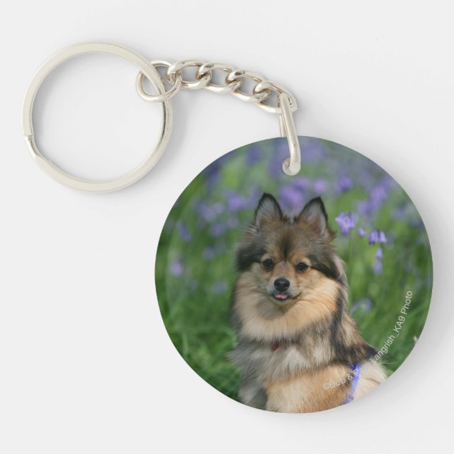 Pomeranian dans l'herbe (Devant)