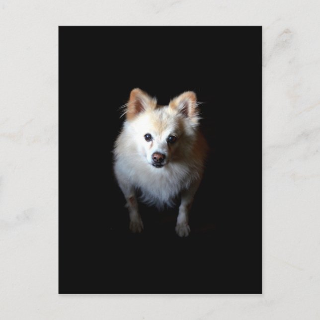 Pomeranian Dog in Dark Postcard (Front)
