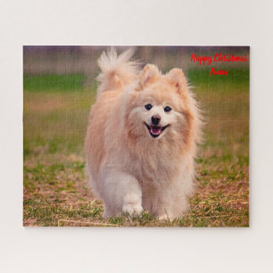 Pomeranian Dog. Jigsaw Puzzle