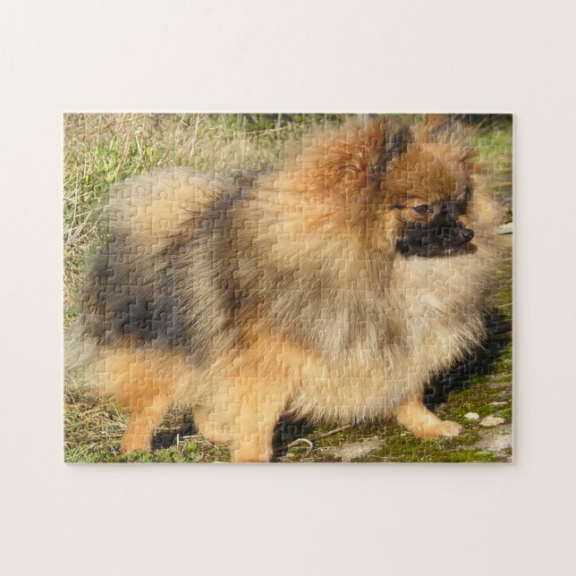 Pomeranian Dog. Jigsaw Puzzle (Horizontal)