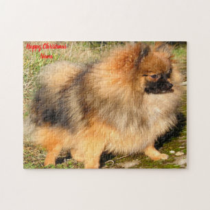Pomeranian Dog. Jigsaw Puzzle