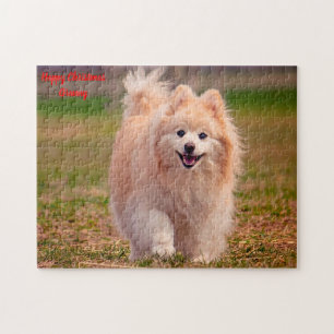 Pomeranian Dog. Jigsaw Puzzle