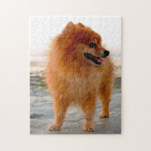 Pomeranian Dog. Jigsaw Puzzle