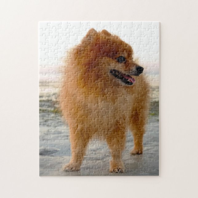 Pomeranian Dog. Jigsaw Puzzle (Vertical)