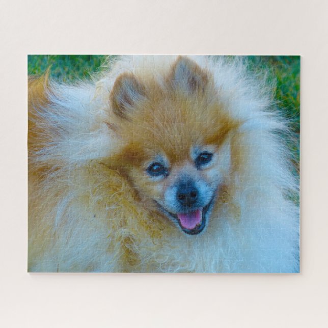Pomeranian Dog. Jigsaw Puzzle (Horizontal)