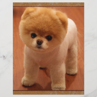 Pomeranian Dog Pet Puppy Small Adorable baby
