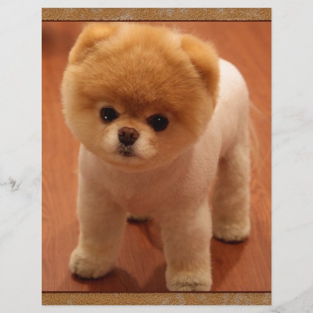 Pomeranian Dog Pet Puppy Small Adorable baby (Front)