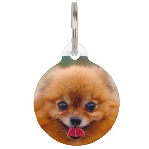 Pomeranian Dog. Pet Tag