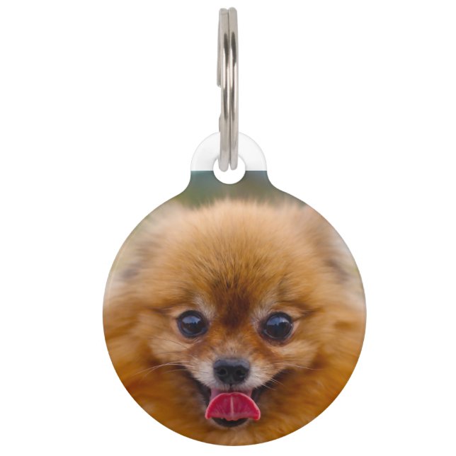 Pomeranian Dog. Pet Tag (Front)
