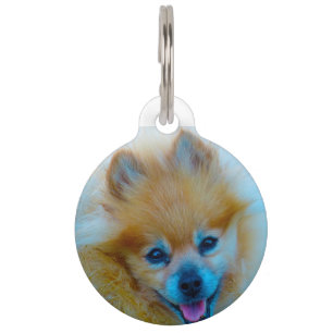 Pomeranian Dog. Pet Tag