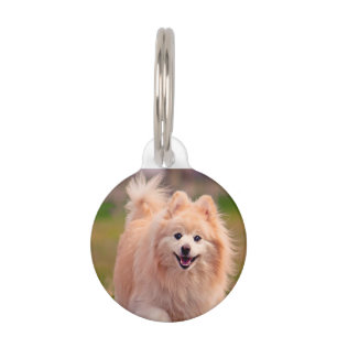 Pomeranian Dog. Pet Tag
