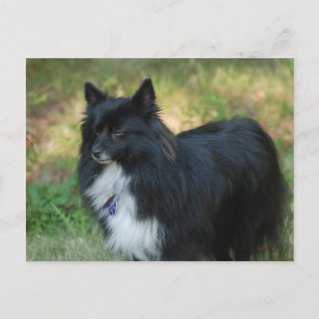 Pomeranian Dog Postcard (Front)