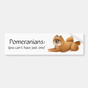 Pomeranian Dogs Bumper Sticker