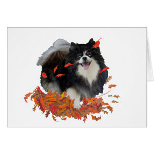 Pomeranian en Automne