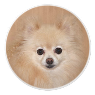 Pomeranian face ceramic knob