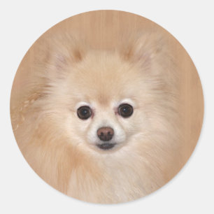 Pomeranian face classic round sticker
