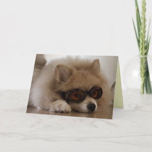 Pomeranian Friendship Card
