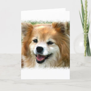 Pomeranian Greeting Card