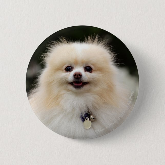 Pomeranian Headshot 1 2 Inch Round Button (Front)
