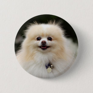 Pomeranian Headshot 1 2 Inch Round Button