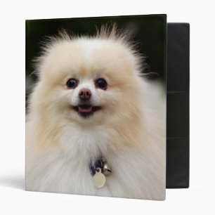 Pomeranian Headshot 1 Binder