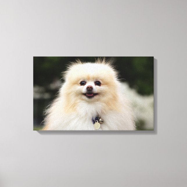 Pomeranian Headshot 1 Canvas Print (Front)