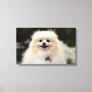 Pomeranian Headshot 1 Canvas Print