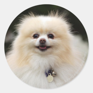 Pomeranian Headshot 1 Classic Round Sticker