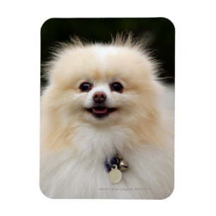 Pomeranian Headshot 1 Magnet