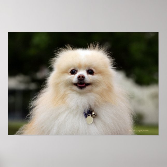 Pomeranian Headshot 1 Poster (Front)