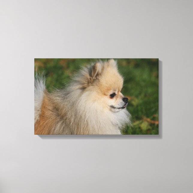 Pomeranian Headshot 2 Canvas Print (Front)
