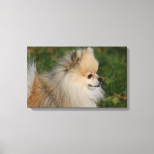 Pomeranian Headshot 2 Canvas Print