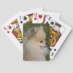 Pomeranian Headshot 2 Playing Cards