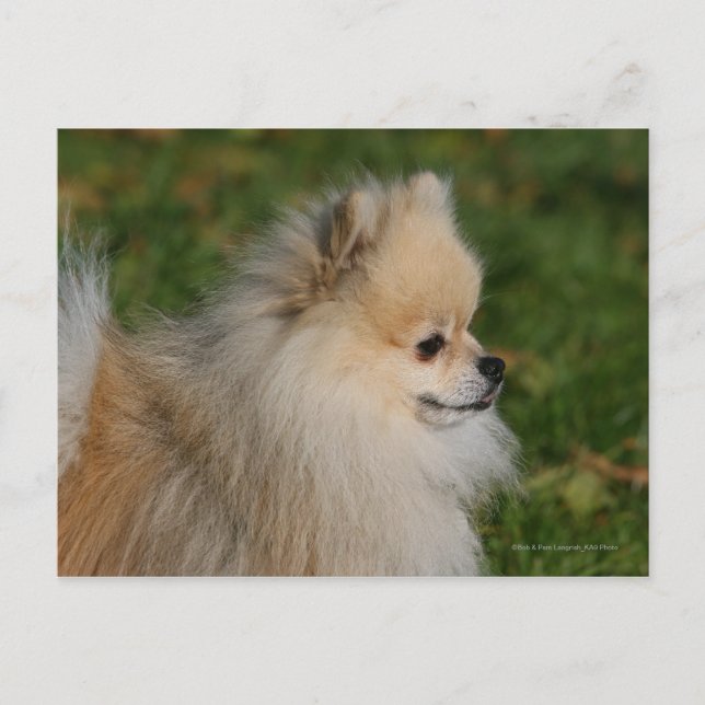 Pomeranian Headshot 2 Postcard (Front)