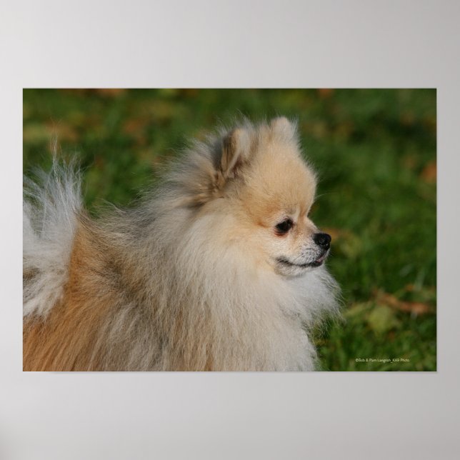 Pomeranian Headshot 2 Poster (Front)