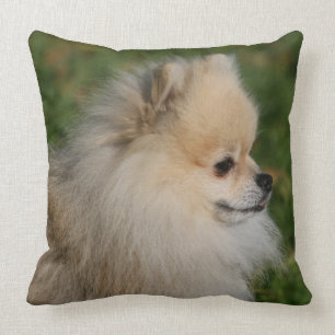 Pomeranian Headshot 2 Throw Pillow