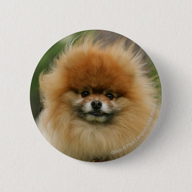Pomeranian Headshot Looking at Camera 2 Inch Round Button (Front)