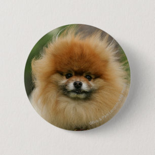 Pomeranian Headshot Looking at Camera 2 Inch Round Button