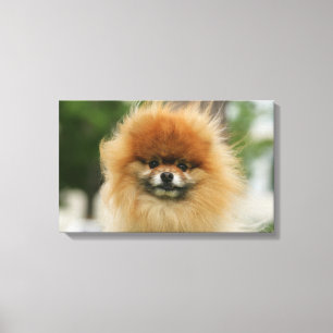 Pomeranian Headshot Looking at Camera Canvas Print
