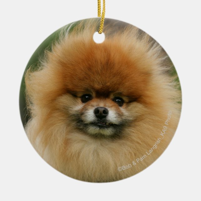 Pomeranian Headshot Looking at Camera Ceramic Ornament (Front)
