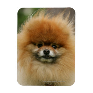 Pomeranian Headshot Looking at Camera Magnet