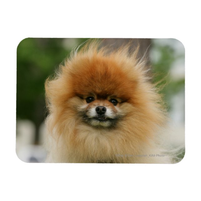 Pomeranian Headshot Looking at Camera Magnet (Horizontal)