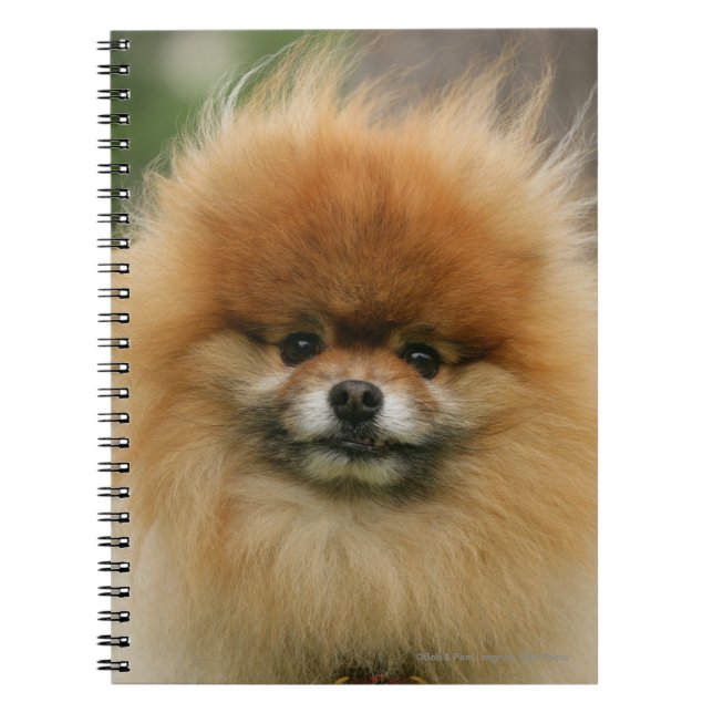 Pomeranian Headshot Looking at Camera Notebook (Front)