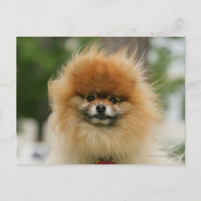 Pomeranian Headshot Looking at Camera Postcard (Front)
