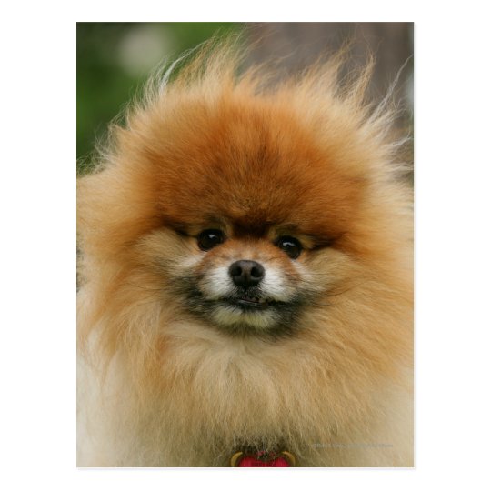 Pomeranian Headshot Looking at Camera Postcard