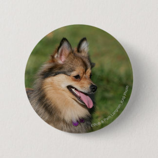 Pomeranian Headshot Panting 2 Inch Round Button