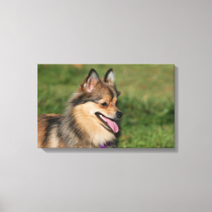 Pomeranian Headshot Panting Canvas Print