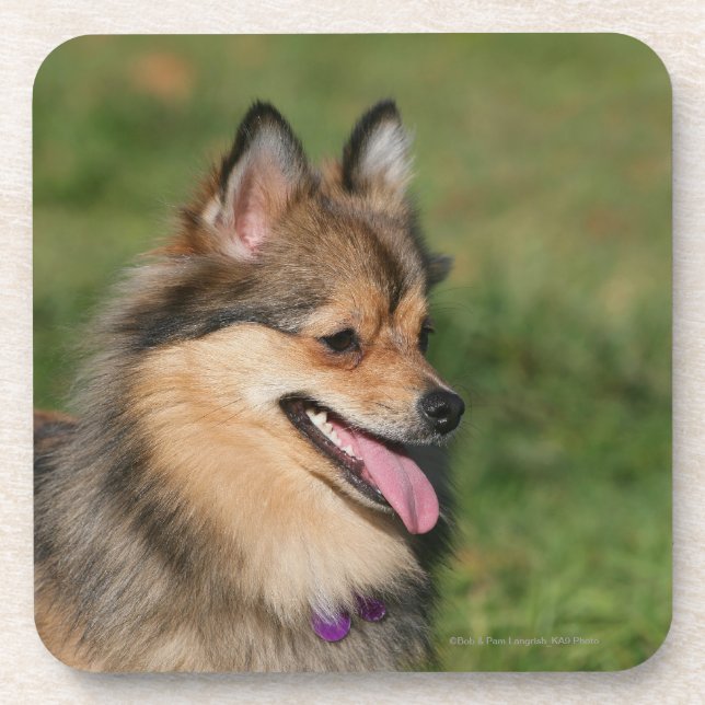 Pomeranian Headshot Panting Coaster (Front)