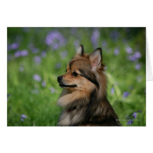 Pomeranian Headshot Sitting